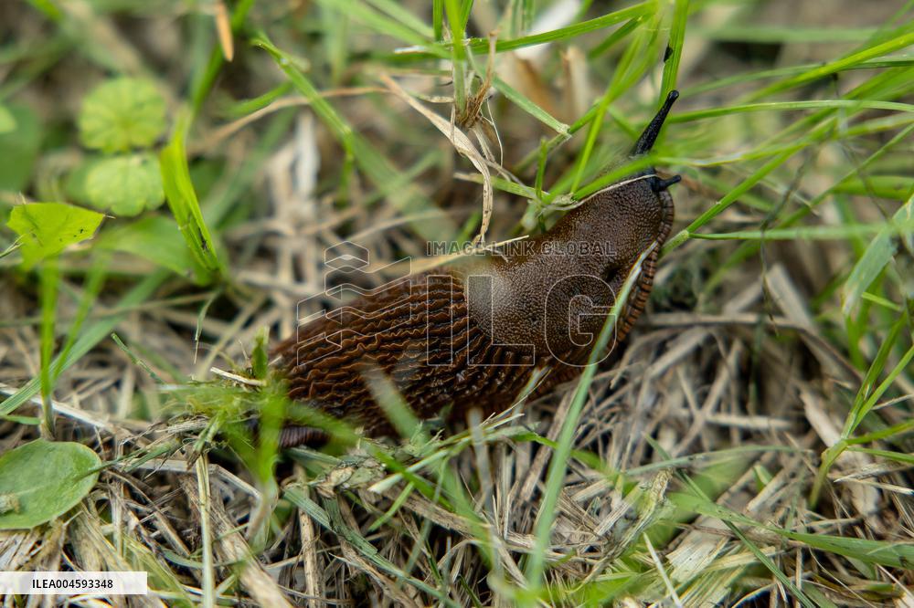 Spanish slug (Arion vulgaris)