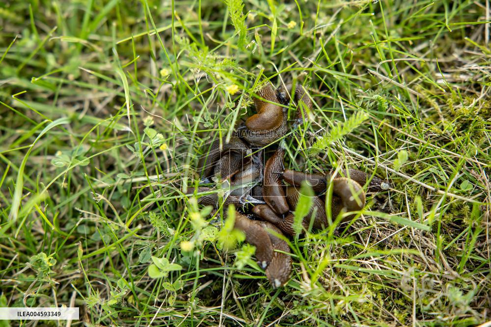 Spanish slug (Arion vulgaris)