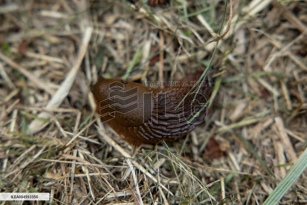 Spanish slug (Arion vulgaris)