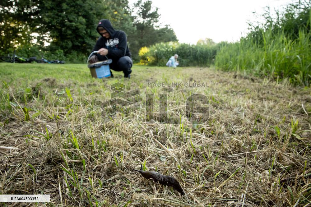 Spanish slug (Arion vulgaris)