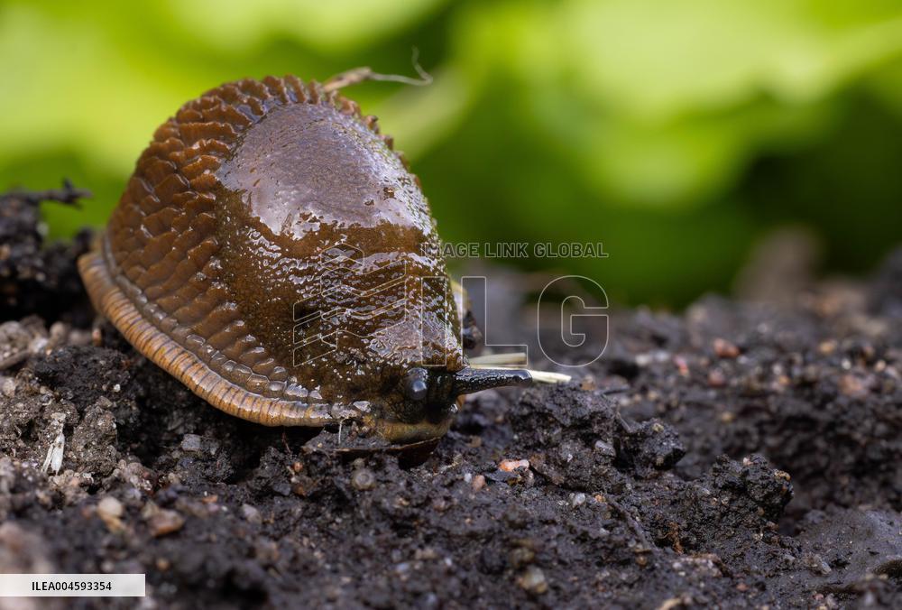 Spanish slug (Arion vulgaris)