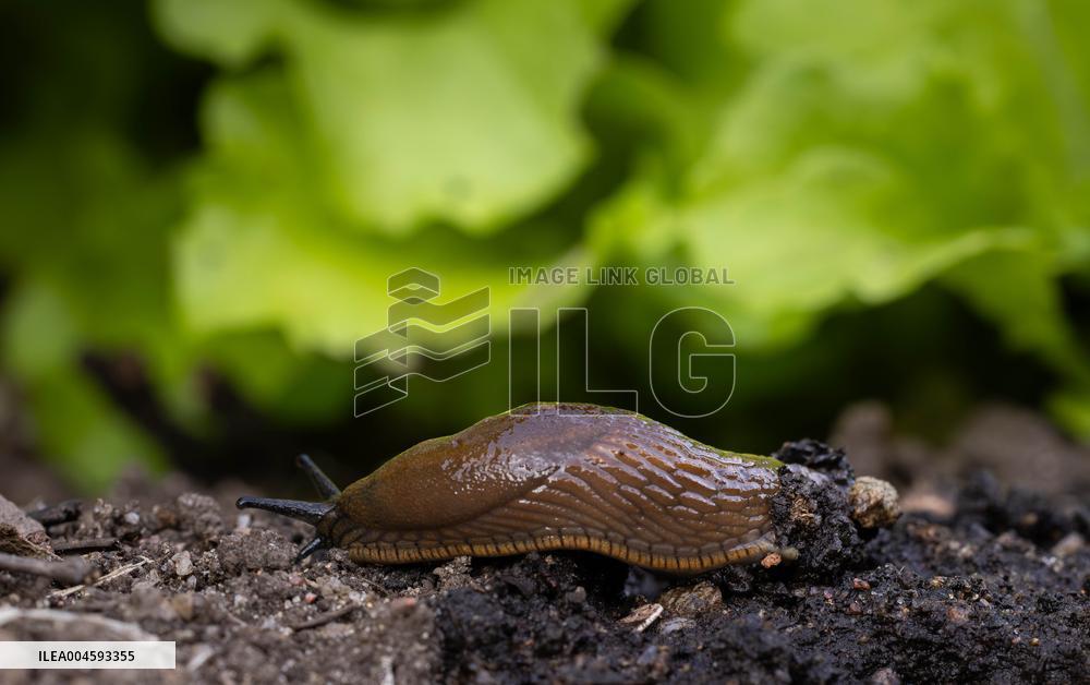 Spanish slug (Arion vulgaris)