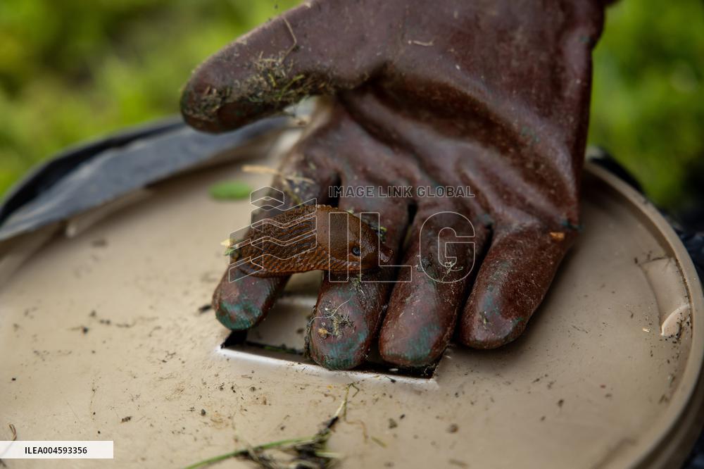 Spanish slug (Arion vulgaris)