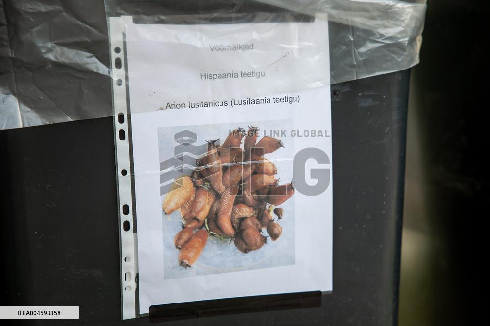 Spanish slug (Arion vulgaris)