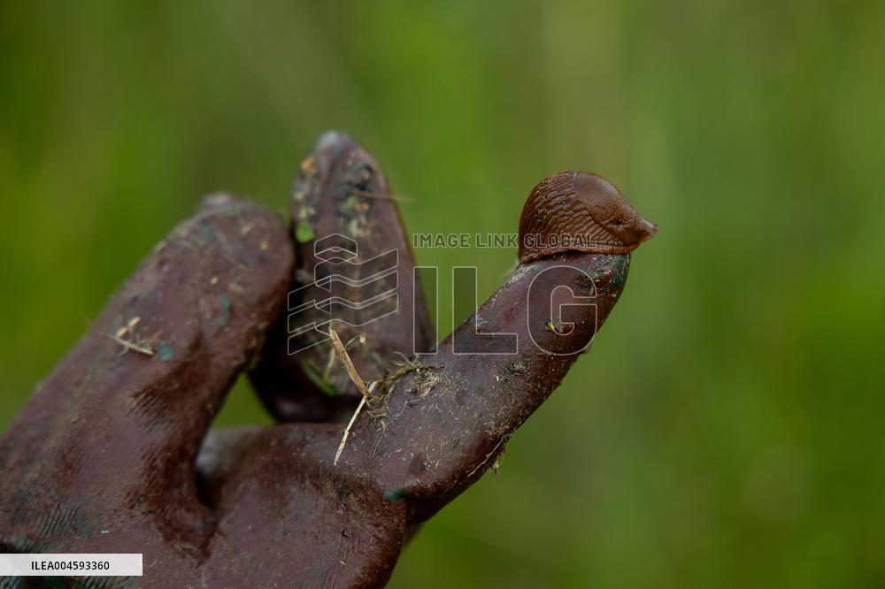 Spanish slug (Arion vulgaris)