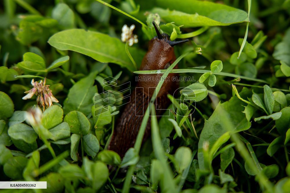 Spanish slug (Arion vulgaris)