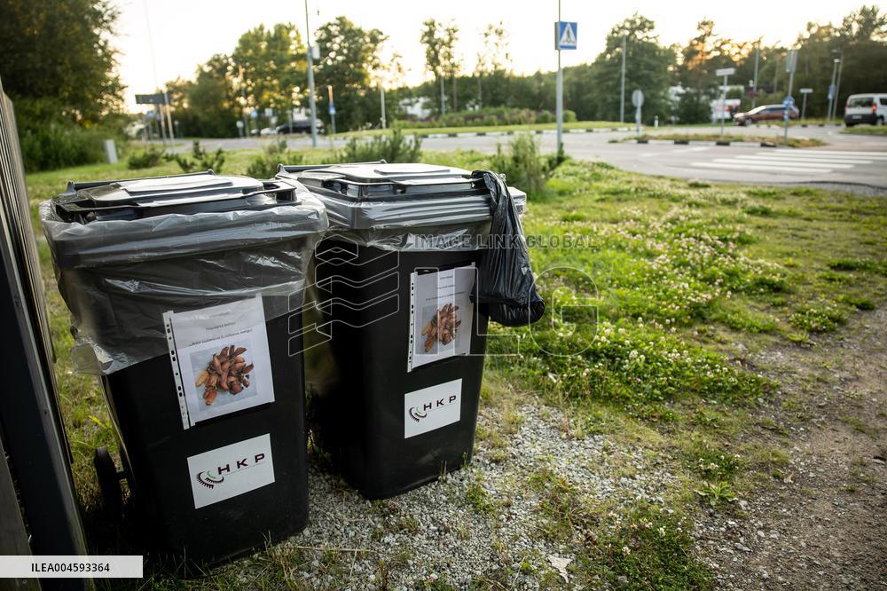 Spanish slug (Arion vulgaris)