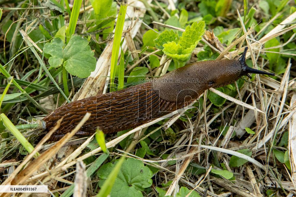 Spanish slug (Arion vulgaris)