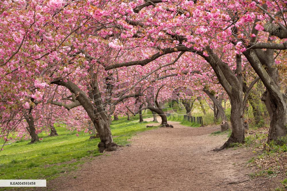 Illustration - New York City - NYC