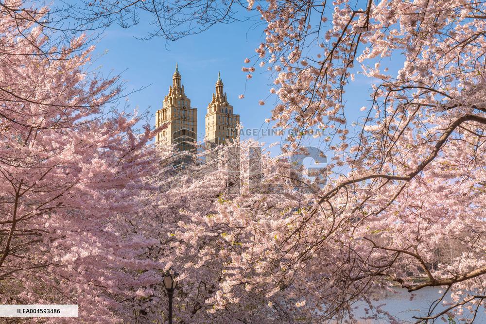 Illustration - New York City - NYC