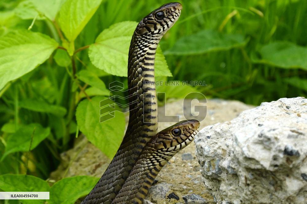 Indian Rat Snakes Spotted in Ajmer - India