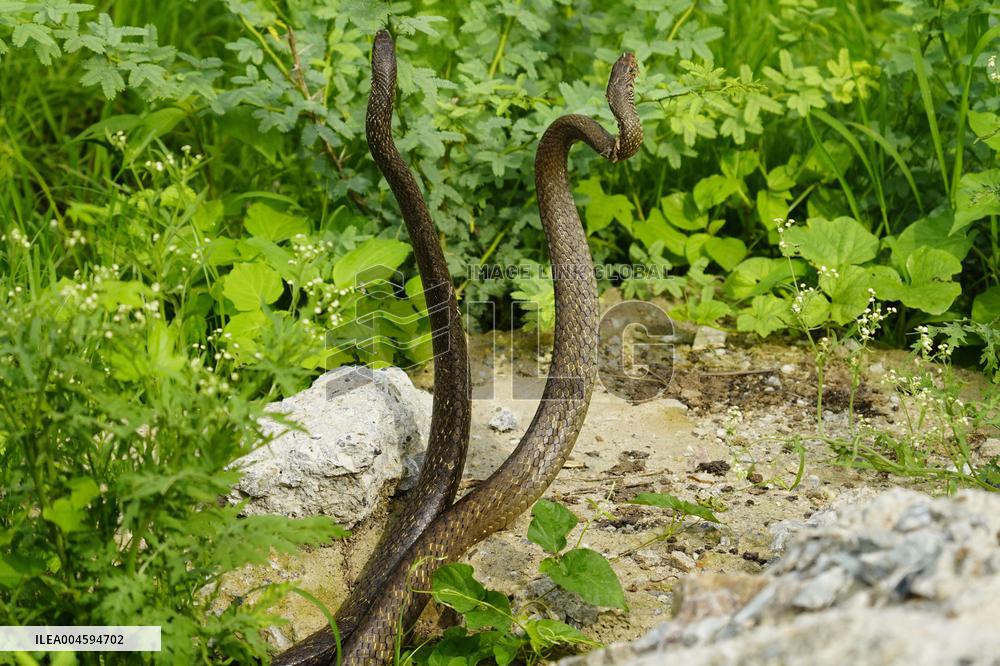 Indian Rat Snakes Spotted in Ajmer - India