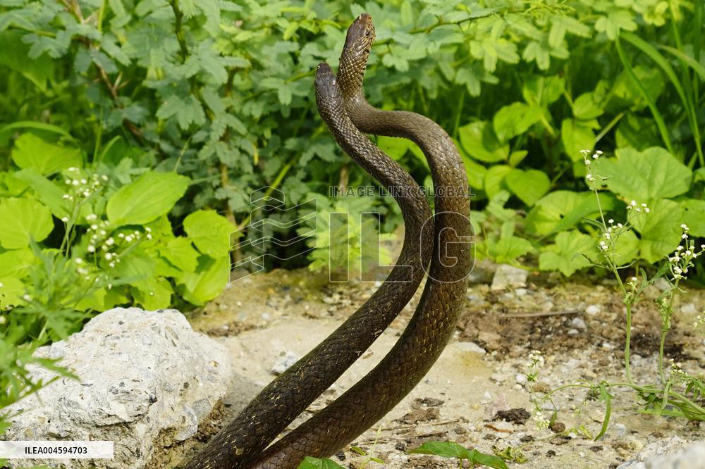 Indian Rat Snakes Spotted in Ajmer - India