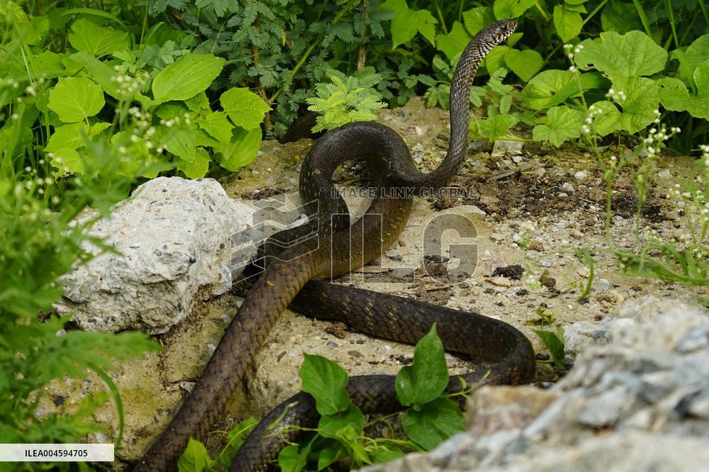 Indian Rat Snakes Spotted in Ajmer - India