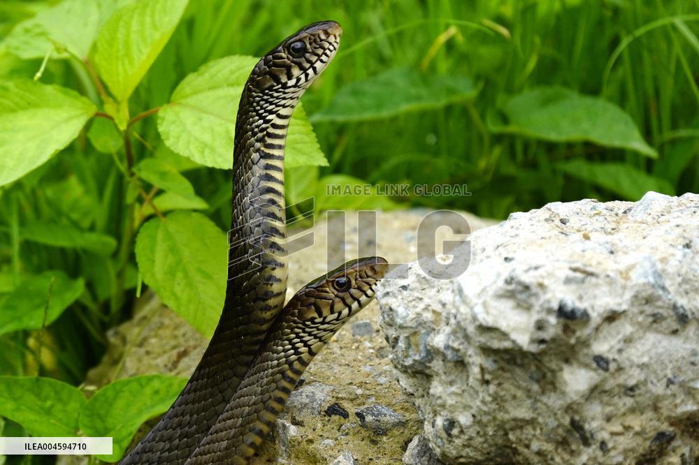 Indian Rat Snakes Spotted in Ajmer - India
