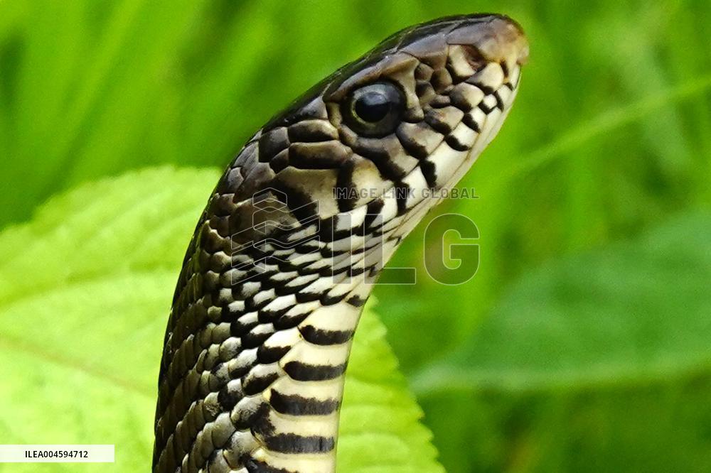 Indian Rat Snakes Spotted in Ajmer - India