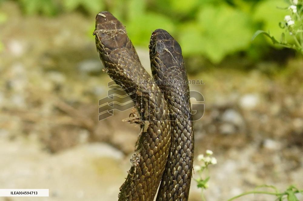 Indian Rat Snakes Spotted in Ajmer - India
