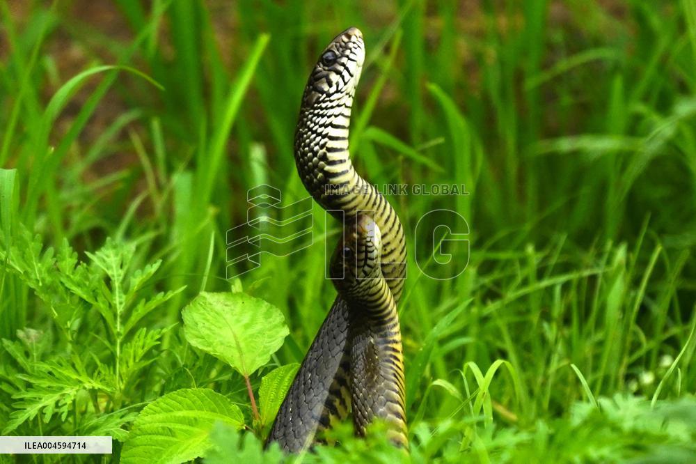 Indian Rat Snakes Spotted in Ajmer - India