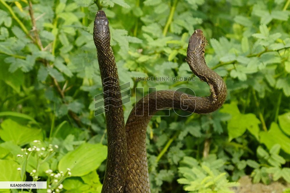 Indian Rat Snakes Spotted in Ajmer - India