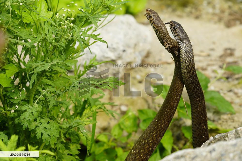 Indian Rat Snakes Spotted in Ajmer - India