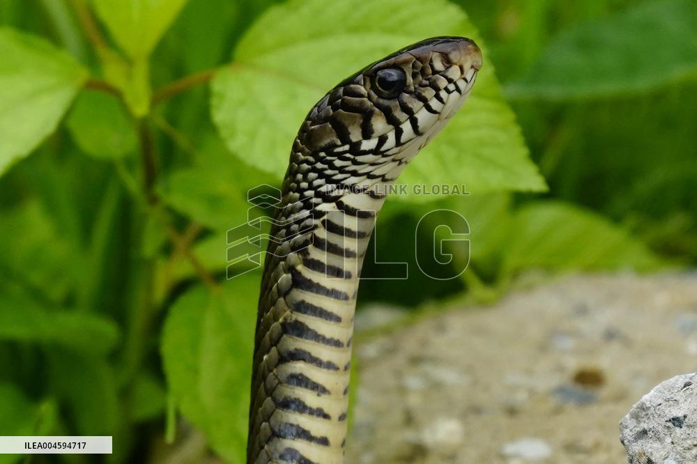 Indian Rat Snakes Spotted in Ajmer - India