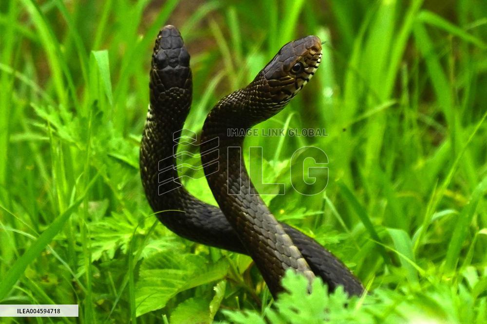 Indian Rat Snakes Spotted in Ajmer - India
