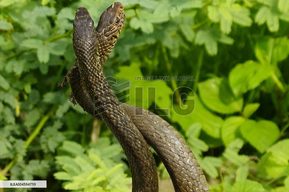 Indian Rat Snakes Spotted in Ajmer - India