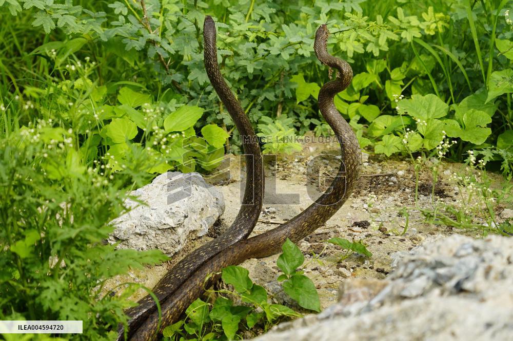 Indian Rat Snakes Spotted in Ajmer - India