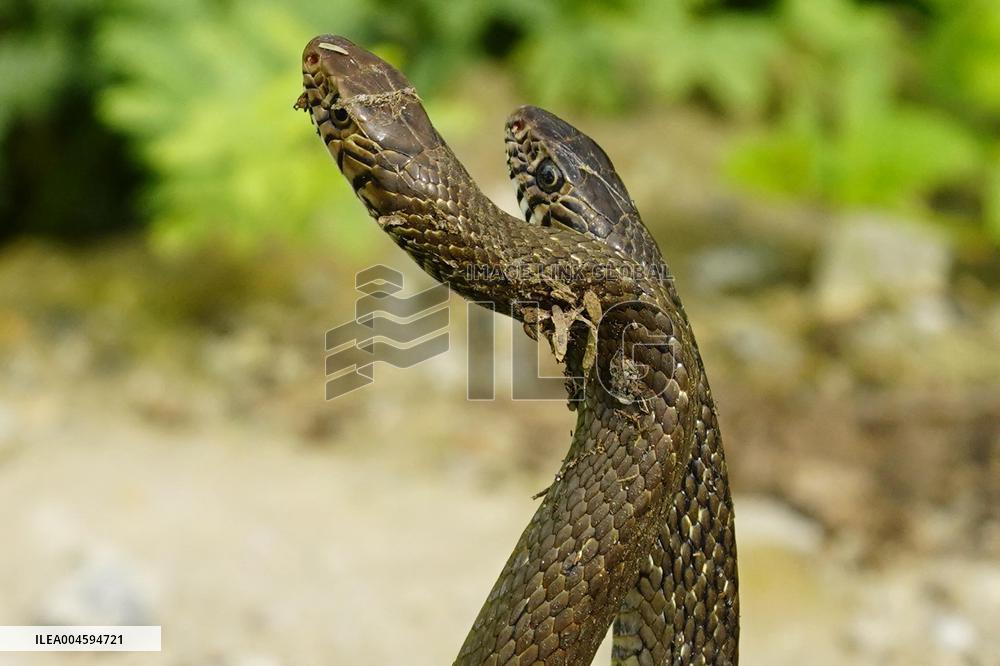 Indian Rat Snakes Spotted in Ajmer - India