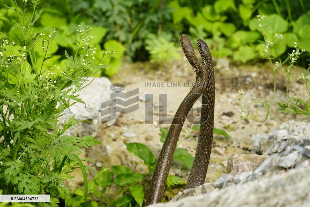 Indian Rat Snakes Spotted in Ajmer - India