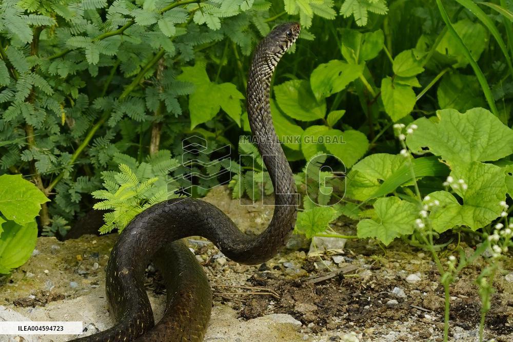 Indian Rat Snakes Spotted in Ajmer - India