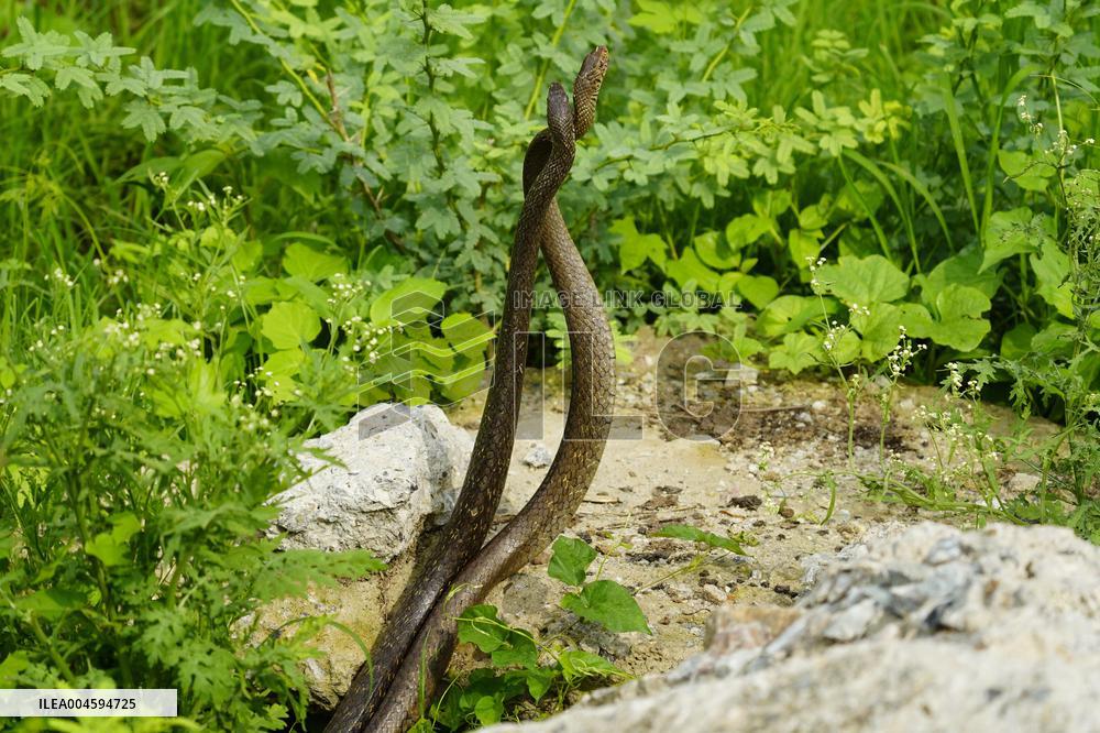 Indian Rat Snakes Spotted in Ajmer - India
