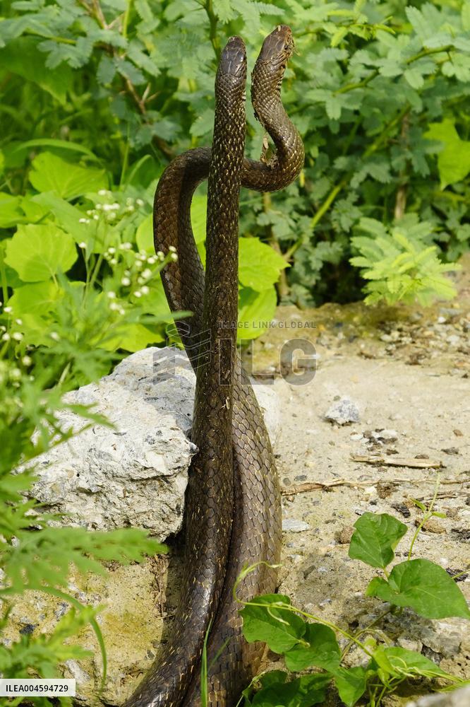 Indian Rat Snakes Spotted in Ajmer - India