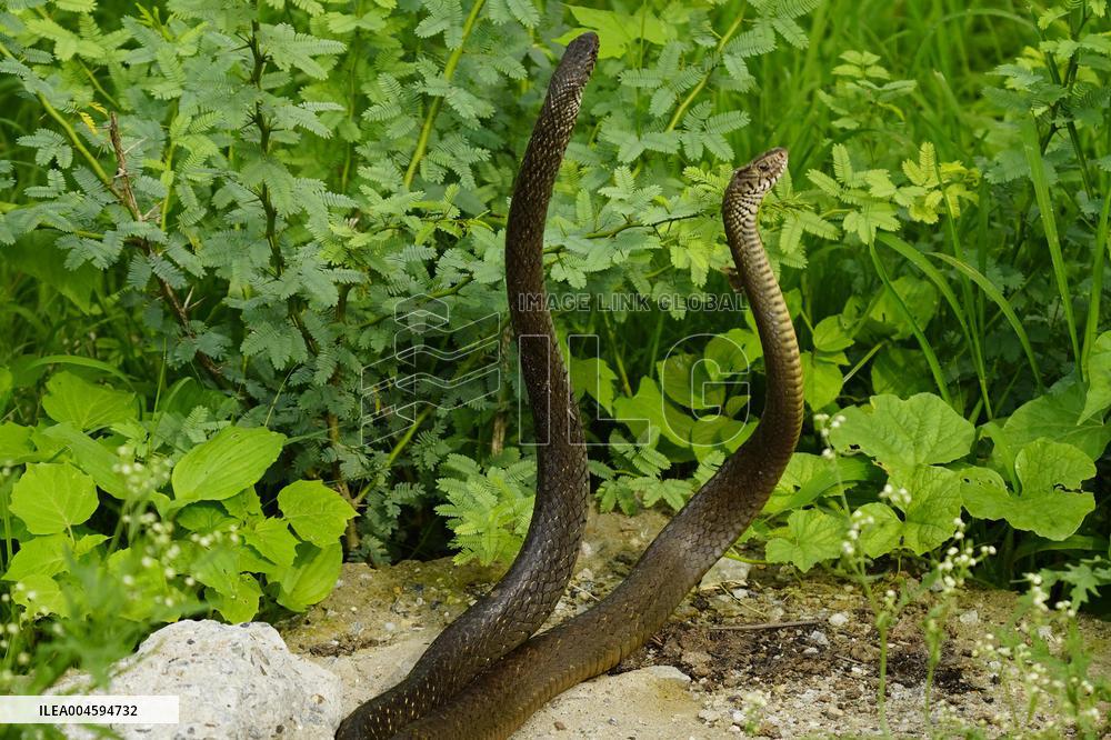 Indian Rat Snakes Spotted in Ajmer - India
