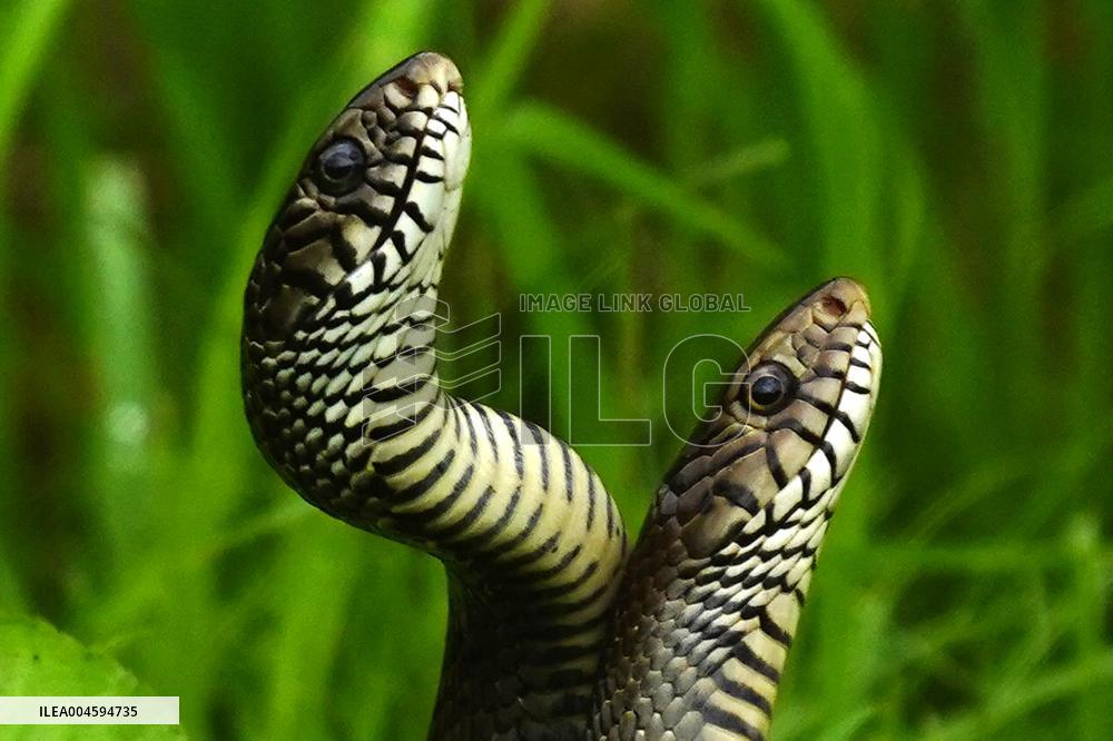 Indian Rat Snakes Spotted in Ajmer - India