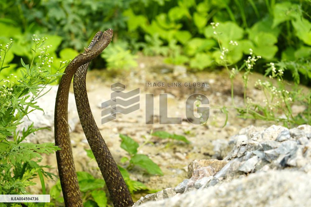 Indian Rat Snakes Spotted in Ajmer - India