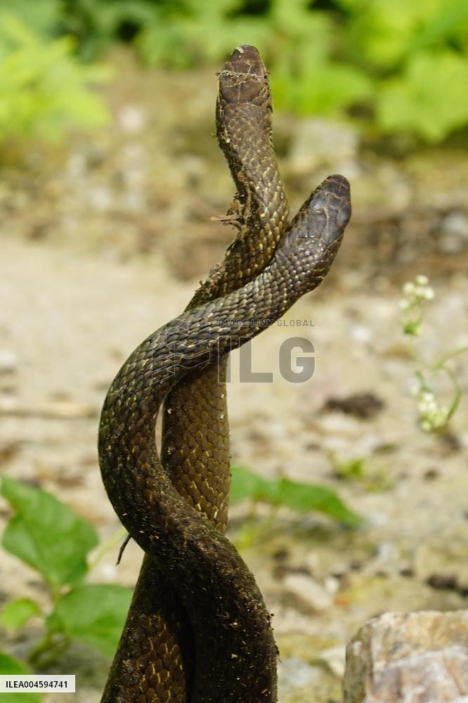 Indian Rat Snakes Spotted in Ajmer - India