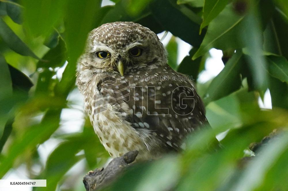 Spotted Owl On Tree Illustrations - India