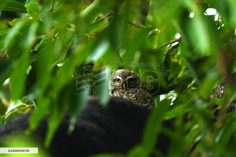 Spotted Owl On Tree Illustrations - India
