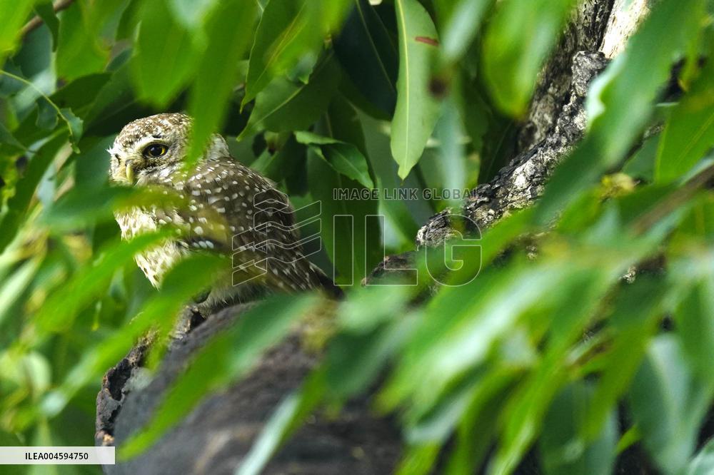 Spotted Owl On Tree Illustrations - India