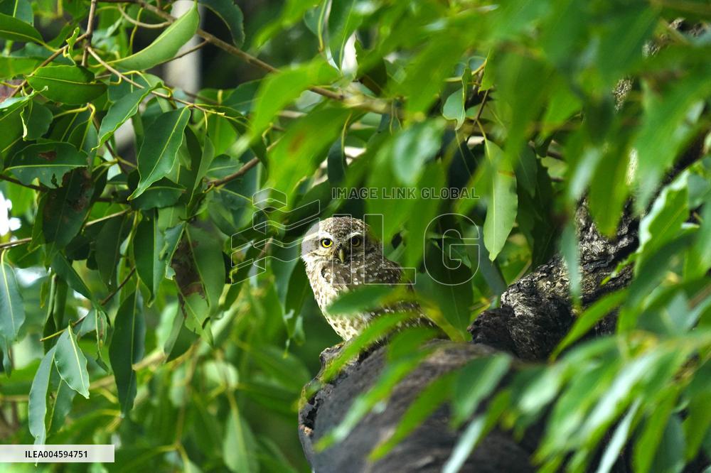 Spotted Owl On Tree Illustrations - India