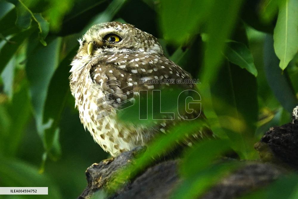 Spotted Owl On Tree Illustrations - India