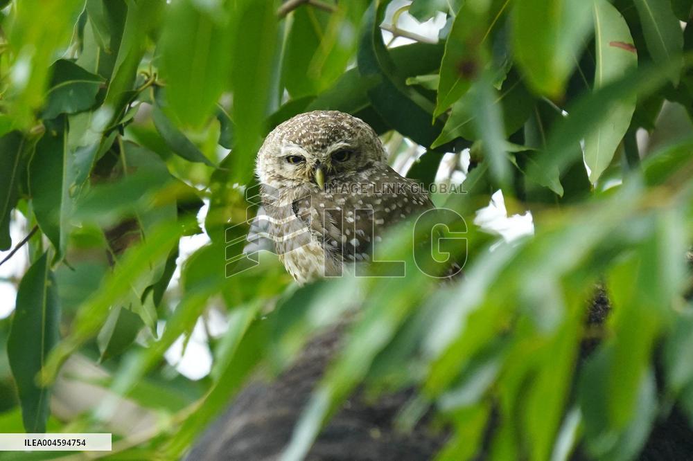 Spotted Owl On Tree Illustrations - India