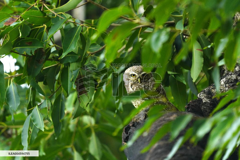 Spotted Owl On Tree Illustrations - India