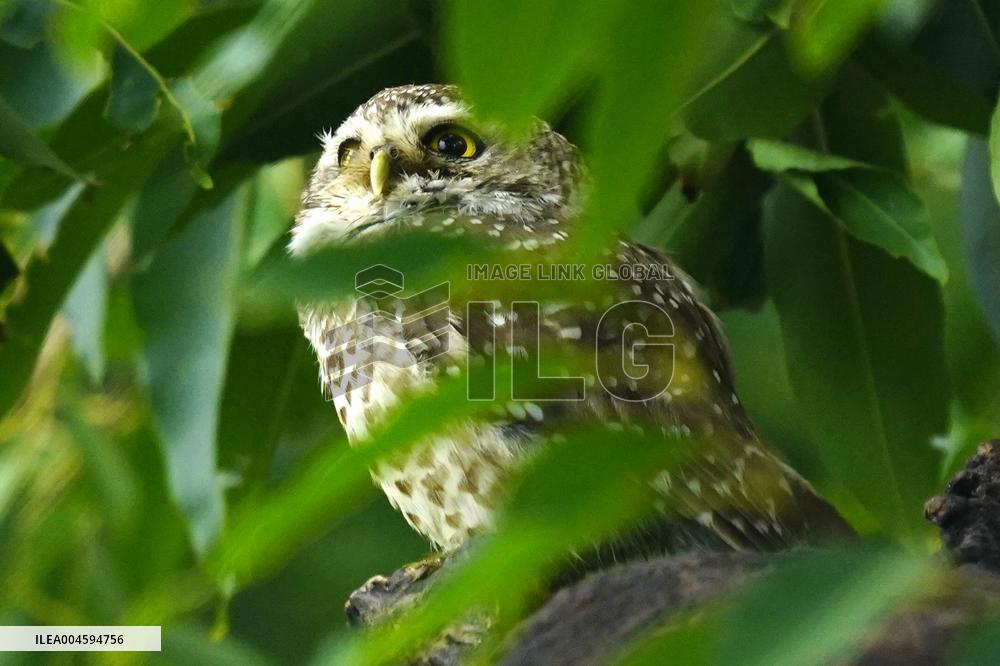 Spotted Owl On Tree Illustrations - India