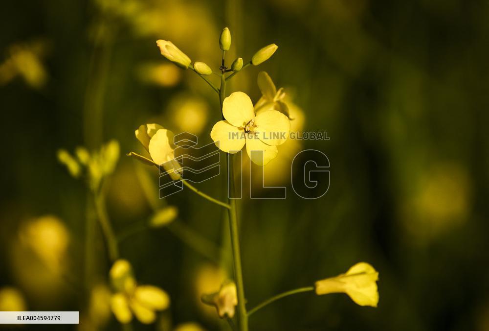 Canola Plants Blooming Illustrations - Canada