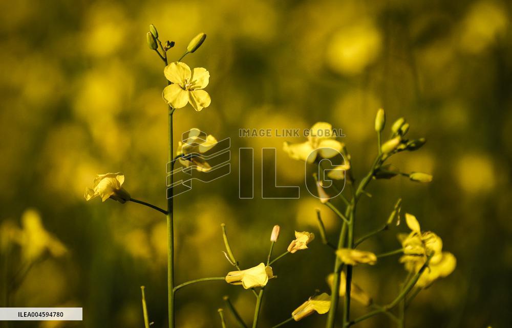 Canola Plants Blooming Illustrations - Canada