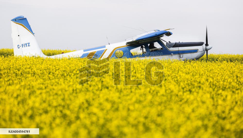 Canola Plants Blooming Illustrations - Canada