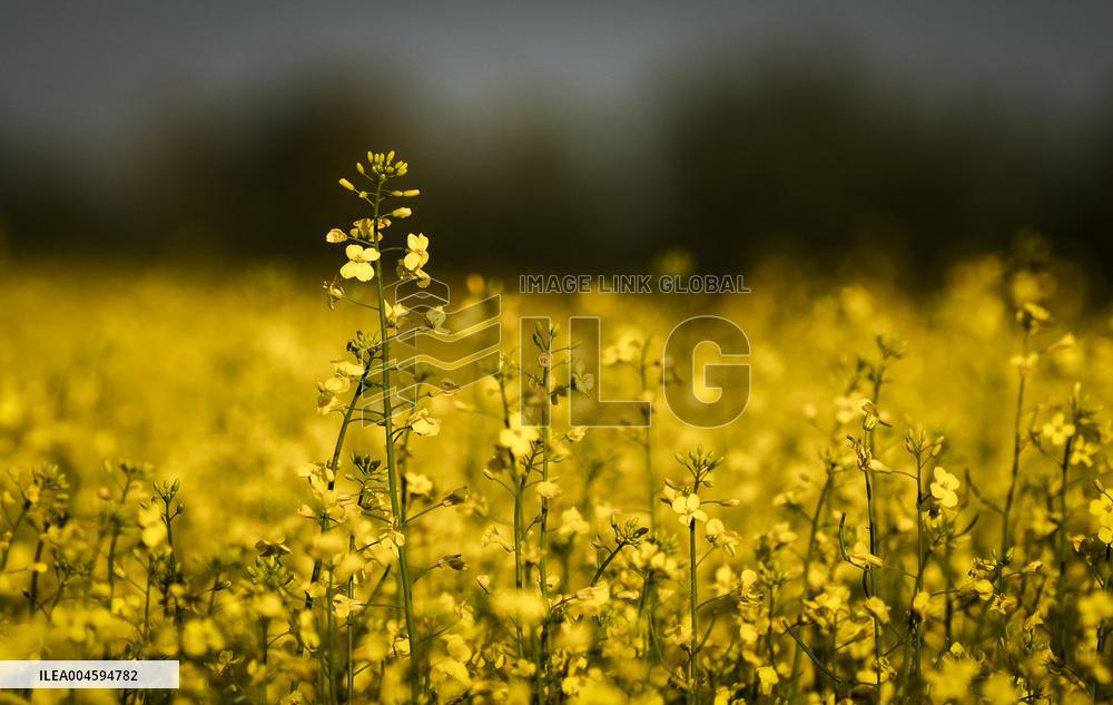 Canola Plants Blooming Illustrations - Canada