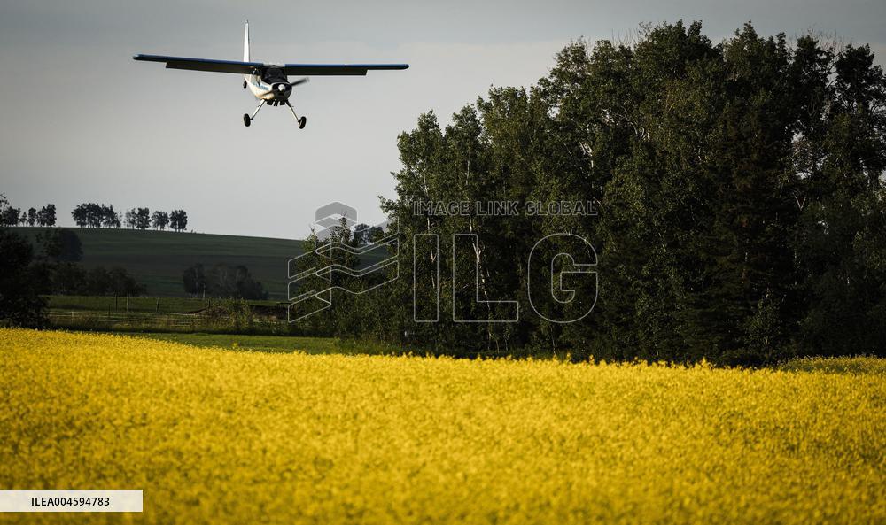 Canola Plants Blooming Illustrations - Canada